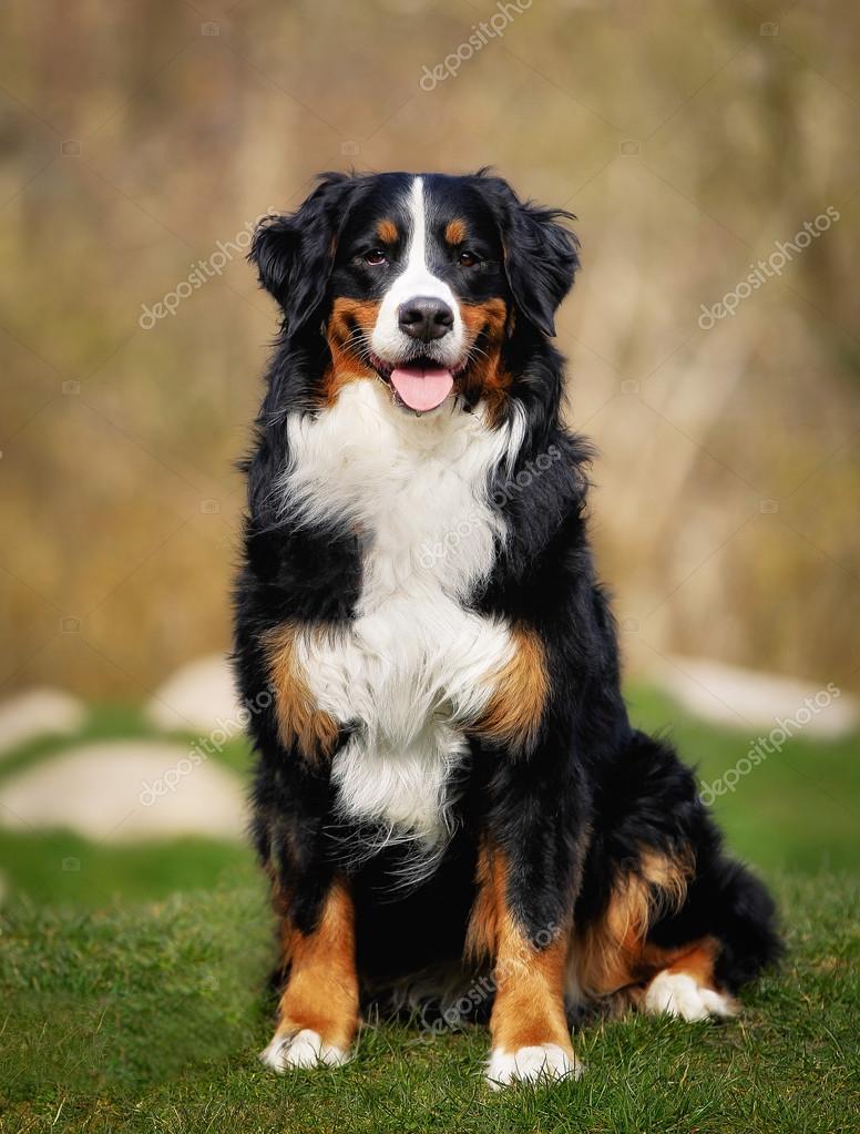 Bernese mountain dog — Stock Photo © Bigandt #45122357