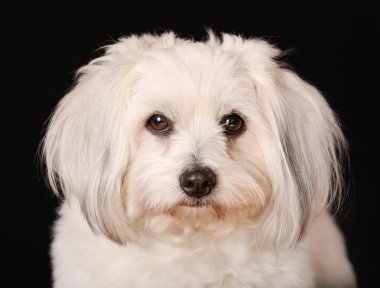 coton de tulear köpek
