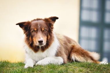 kahverengi kenar kömür ocağı