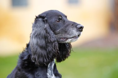 Amerikan cocker spaniel