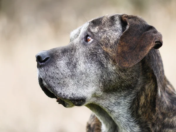 Italiaanse mastiff — Stockfoto