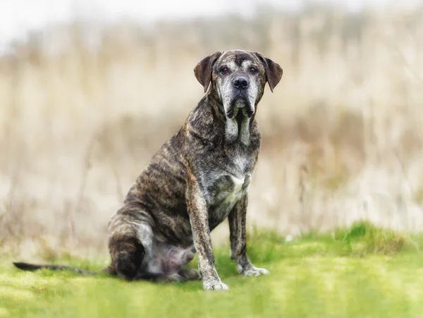 Italian mastiff — Stock Photo, Image