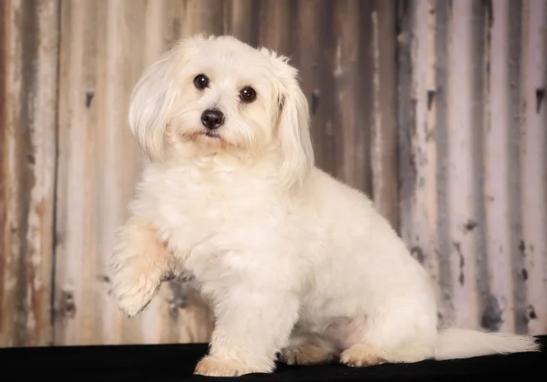 Coton de Tulear cane — Foto Stock