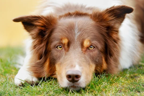 Bruin Bordercollie — Stockfoto