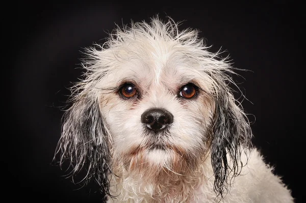 Cão Havanês de raça pura — Fotografia de Stock