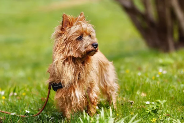 Australisk terrier — Stockfoto