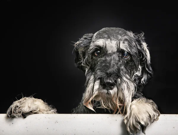 Schnauzer hund i badkar — Stockfoto