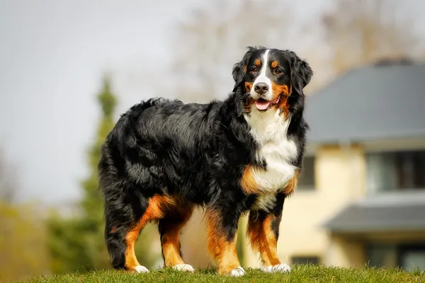 Bernese dağ köpeği — Stok fotoğraf