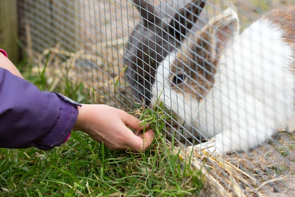 Kid feeding rabbit — Stock Photo, Image