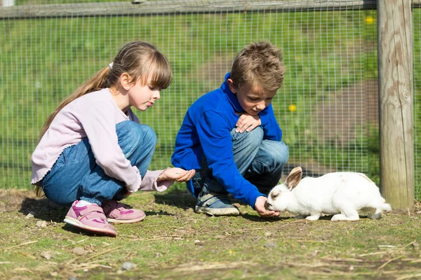 Дети кормят кроликов — стоковое фото