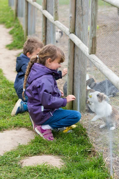 Two kids feeding rabbits — Stock Photo, Image
