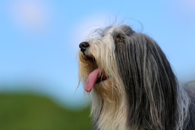 Sakallı kenar kömür ocağı