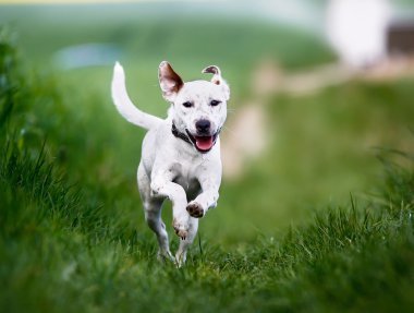 çalışan köpek