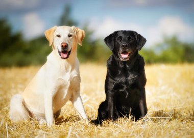 Two labradors clipart