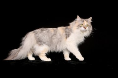 Safkan Norveçli orman kedi