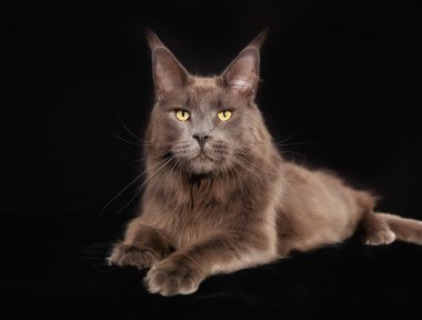 purebred kedi