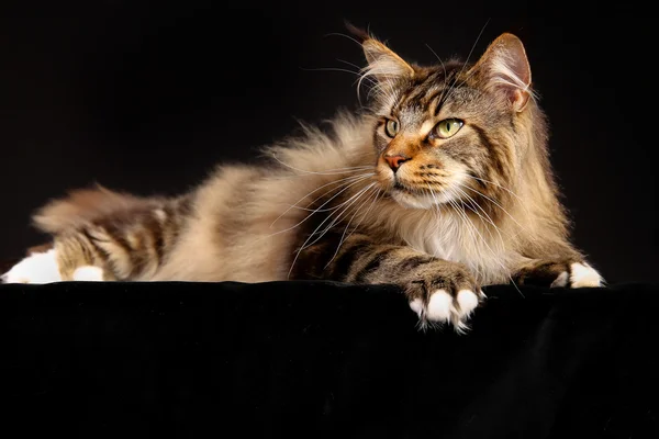 純血種の猫 — ストック写真