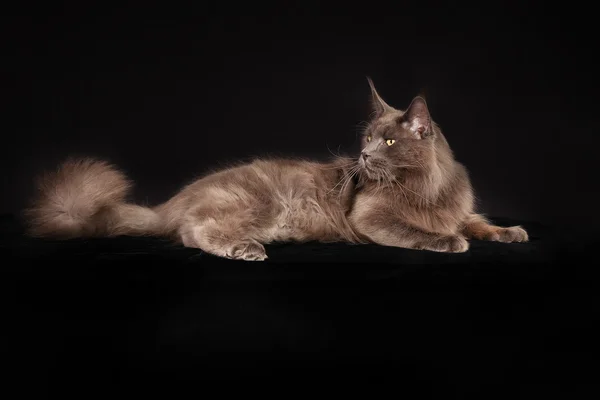 Gato de raza pura — Foto de Stock
