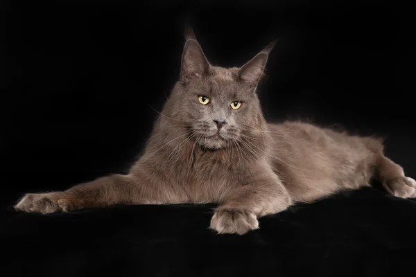Чистая кошка — стоковое фото