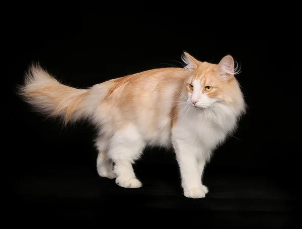 Purebred norwegian forest cat — Stock Photo, Image