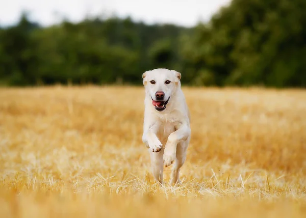 Žlutý labrador retriever — Stock fotografie