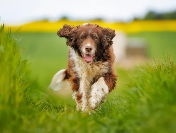 çalışan springer spaniel