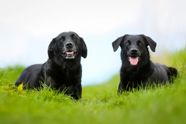 两只黑色拉布拉多犬 — 图库照片