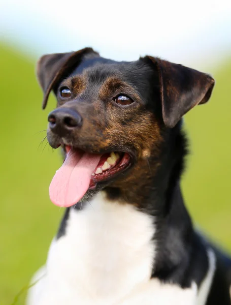 Cão de raça pura — Fotografia de Stock