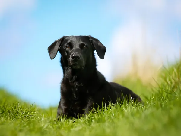 Svart labrador — Stockfoto