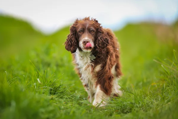 Purebred springer spaniel — Stock Fotó