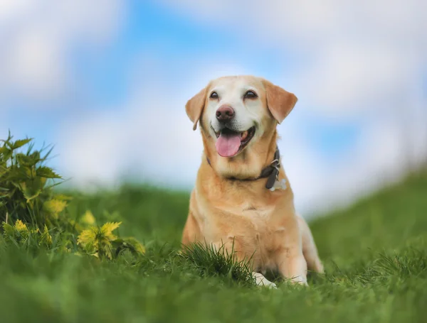 Labrador amarillo —  Fotos de Stock