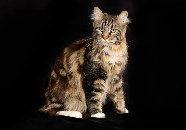 Purebred cat — Stock Photo, Image