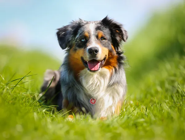 Racerene hunde - Stock-foto