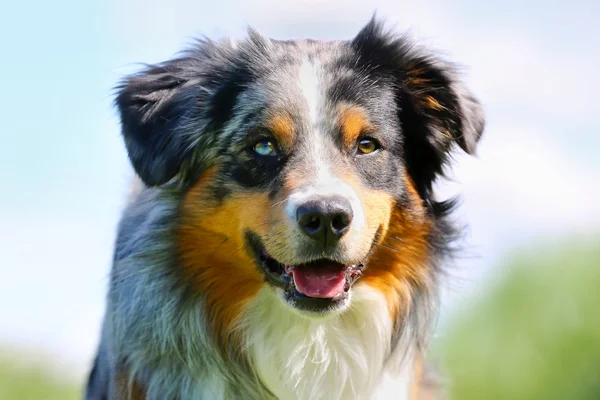 Racerene hunde - Stock-foto