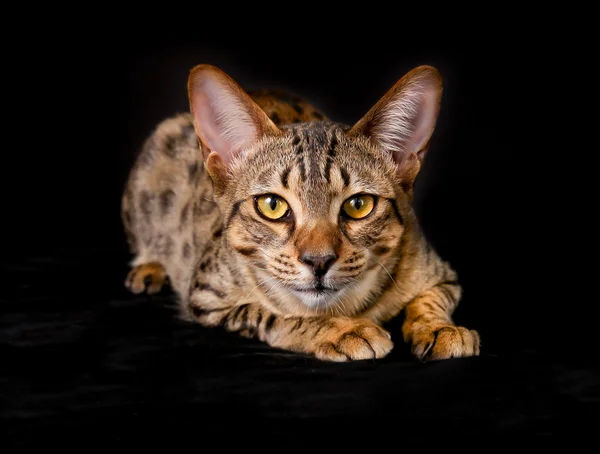 Gato de raça pura — Fotografia de Stock