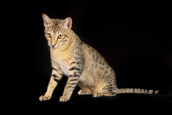 Чистая кошка — стоковое фото