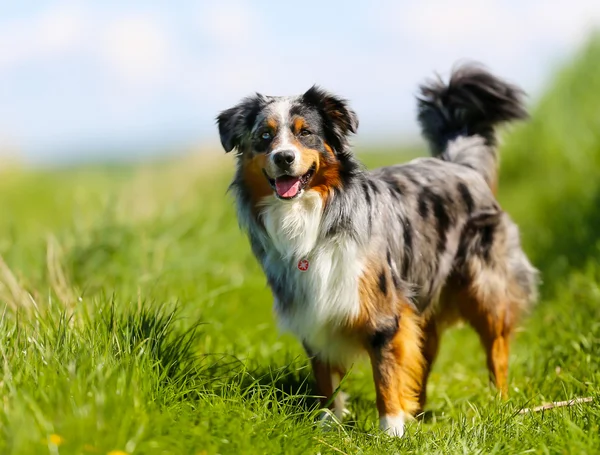 Purebred hund — Stockfoto