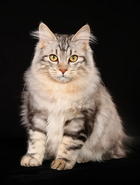 Gato bobtail Kurilian — Fotografia de Stock