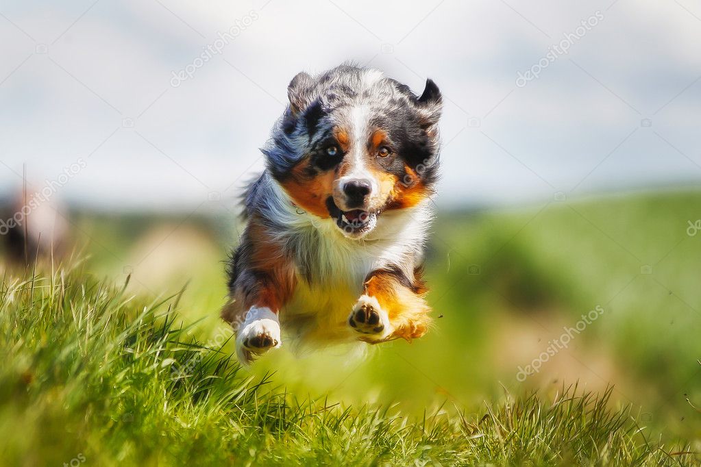 Running purebred dog