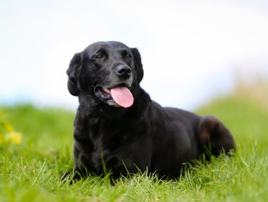 Siyah labrador