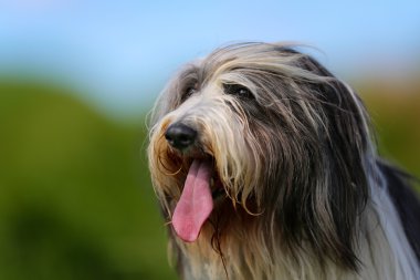 Sakallı kenar kömür ocağı