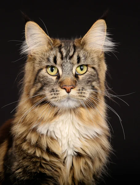 Gato de raça pura — Fotografia de Stock