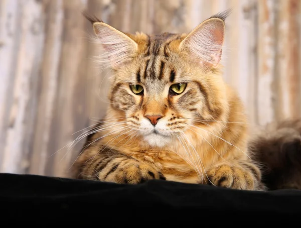 Gato de raça pura — Fotografia de Stock