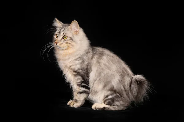 Kurilian bobtail gato — Foto de Stock