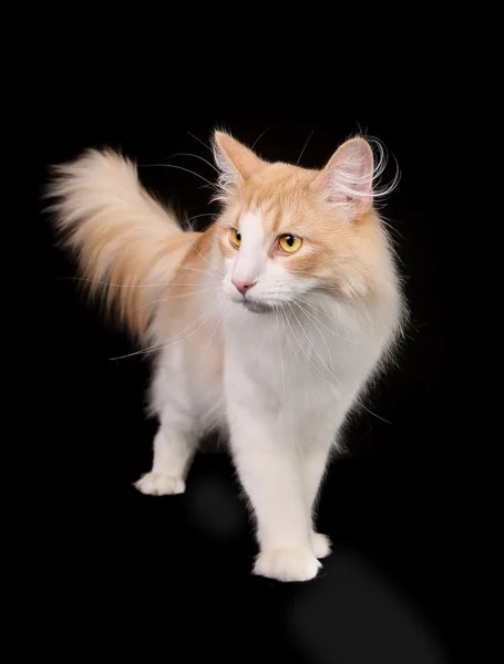 Purebred norwegian forest cat — Stock Photo, Image