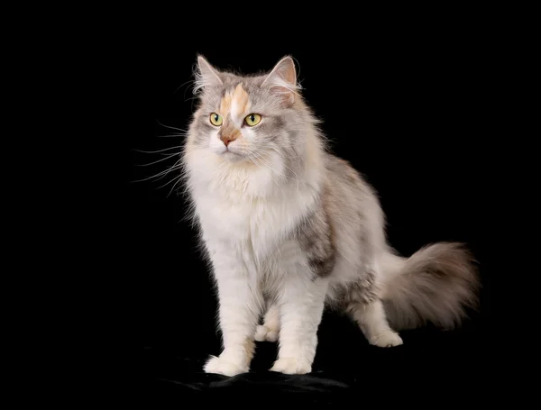 Renrasig Norsk Skogkatt — Stockfoto