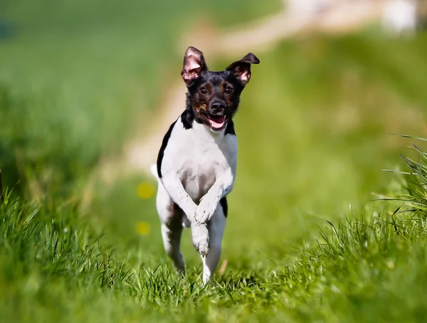 สุนัขวิ่ง — ภาพถ่ายสต็อก