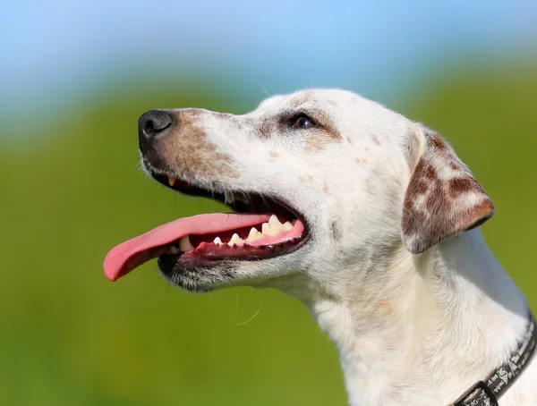 Cane di razza pura — Foto Stock