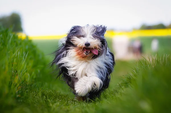 Correr barbudo frontera collie — Foto de Stock