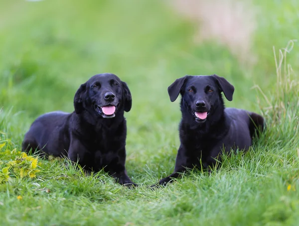 Labradores negros —  Fotos de Stock